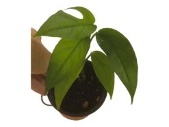 Pothos Baltic Blue - Epipremnum - LIVE Potted 4" Plant - FREE SHIPPING -Green Aura PhotoRoom 20231121 112855 12