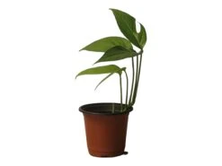 Pothos Baltic Blue - Epipremnum - LIVE Potted 4" Plant - FREE SHIPPING -Green Aura PhotoRoom 20231121 112855 13