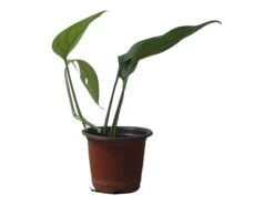 Pothos Baltic Blue - Epipremnum - LIVE Potted 4" Plant - FREE SHIPPING -Green Aura PhotoRoom 20231121 112855 14