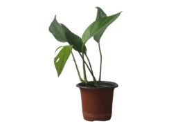 Pothos Baltic Blue - Epipremnum - LIVE Potted 4" Plant - FREE SHIPPING -Green Aura PhotoRoom 20231121 112855 15