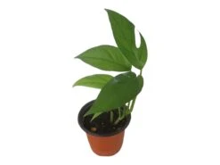 Pothos Baltic Blue - Epipremnum - LIVE Potted 4" Plant - FREE SHIPPING -Green Aura PhotoRoom 20231121 112855 7 1