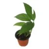 Pothos Baltic Blue - Epipremnum - LIVE Potted 4" Plant - FREE SHIPPING