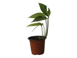 Pothos Baltic Blue - Epipremnum - LIVE Potted 4" Plant - FREE SHIPPING -Green Aura PhotoRoom 20231121 112855 8