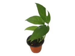 Pothos Baltic Blue - Epipremnum - LIVE Potted 4" Plant - FREE SHIPPING -Green Aura PhotoRoom 20231121 112855 9