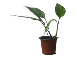 Pothos Baltic Blue - Epipremnum - LIVE Potted 4" Plant - FREE SHIPPING -Green Aura PhotoRoom 20231121 112856 16