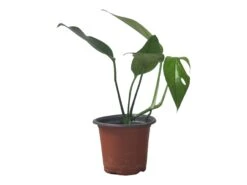 Pothos Baltic Blue - Epipremnum - LIVE Potted 4" Plant - FREE SHIPPING -Green Aura PhotoRoom 20231121 112856 17