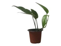 Pothos Baltic Blue - Epipremnum - LIVE Potted 4" Plant - FREE SHIPPING -Green Aura PhotoRoom 20231121 112856 18