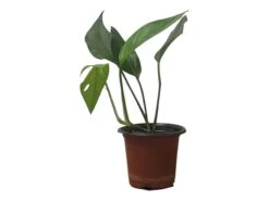 Pothos Baltic Blue - Epipremnum - LIVE Potted 4" Plant - FREE SHIPPING -Green Aura PhotoRoom 20231121 112856 19