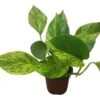 Pothos Marble Queen - LIVE Potted 4" Plant - Epipremnum - FREE SHIPPING -Green Aura PhotoRoom 20231121 124707 3
