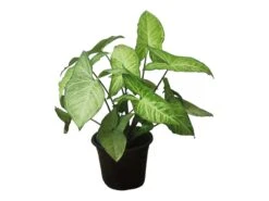 Syngonium White Butterfly - LIVE 4" Or 6" Potted Plant - Syngonium Podophyllum - FREE SHIPPING -Green Aura PhotoRoom 20231122 050115 5