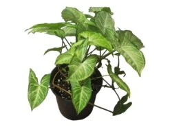 Syngonium White Butterfly - LIVE 4" Or 6" Potted Plant - Syngonium Podophyllum - FREE SHIPPING -Green Aura PhotoRoom 20231122 050115 6