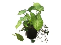 Syngonium White Butterfly - LIVE 4" Or 6" Potted Plant - Syngonium Podophyllum - FREE SHIPPING -Green Aura PhotoRoom 20231122 050115 7