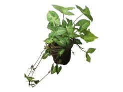 Syngonium White Butterfly - LIVE 4" Or 6" Potted Plant - Syngonium Podophyllum - FREE SHIPPING -Green Aura PhotoRoom 20231122 050115 8