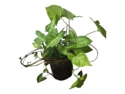 Syngonium White Butterfly - LIVE 4" Or 6" Potted Plant - Syngonium Podophyllum - FREE SHIPPING -Green Aura PhotoRoom 20231122 050115 9