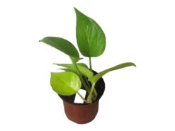 LIVE Neon Pothos In 4″ Pot – Epipremnum Aureum Neon - LIVE Potted Plant - FREE SHIPPING -Green Aura PhotoRoom 20231122 084235 1