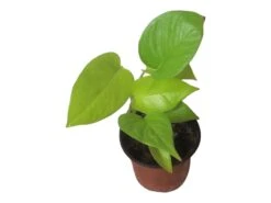 LIVE Neon Pothos In 4″ Pot – Epipremnum Aureum Neon - LIVE Potted Plant - FREE SHIPPING -Green Aura PhotoRoom 20231122 084235 2 1