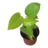 LIVE Neon Pothos In 4″ Pot – Epipremnum Aureum Neon - LIVE Potted Plant - FREE SHIPPING -Green Aura PhotoRoom 20231122 084235 2