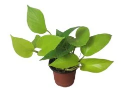 LIVE Neon Pothos In 4″ Pot – Epipremnum Aureum Neon - LIVE Potted Plant - FREE SHIPPING -Green Aura PhotoRoom 20231122 084235 5