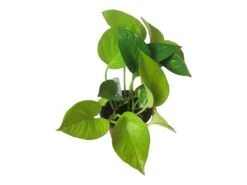 LIVE Neon Pothos In 4″ Pot – Epipremnum Aureum Neon - LIVE Potted Plant - FREE SHIPPING -Green Aura PhotoRoom 20231122 084235 6