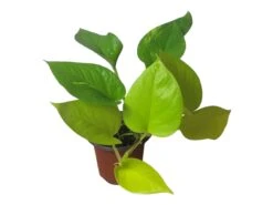 LIVE Neon Pothos In 4″ Pot – Epipremnum Aureum Neon - LIVE Potted Plant - FREE SHIPPING -Green Aura PhotoRoom 20231122 084235 7