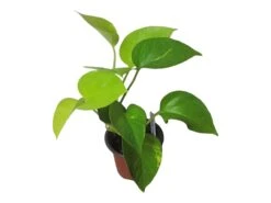 LIVE Neon Pothos In 4″ Pot – Epipremnum Aureum Neon - LIVE Potted Plant - FREE SHIPPING -Green Aura PhotoRoom 20231122 084235 8