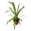 Spider Plant - Chlorophytum Comosum 4" Or 6" - LIVE Potted Plant - FREE SHIPPING -Green Aura PhotoRoom 20231122 090650 8
