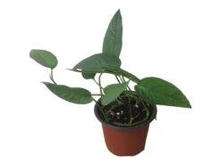 Pothos Cebu Blue - 4" Or 6" LIVE Potted Plant -Green Aura PhotoRoom 20231122 105709 12