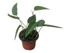 Pothos Cebu Blue - 4" Or 6" LIVE Potted Plant -Green Aura PhotoRoom 20231122 105709 13 1
