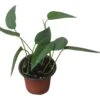Pothos Cebu Blue - 4" Or 6" LIVE Potted Plant -Green Aura PhotoRoom 20231122 105709 13