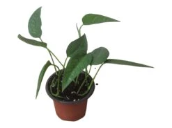 Pothos Cebu Blue - 4" Or 6" LIVE Potted Plant -Green Aura PhotoRoom 20231122 105709 14