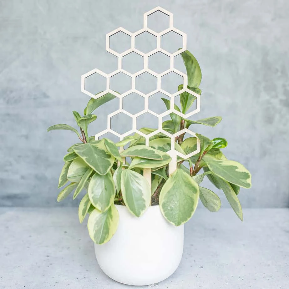 Medium Sized Honeycomb Trellis 4 Medium Sized Honeycomb Trellis - Image 2