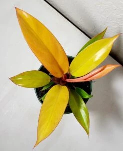 Philodendron Prince Of Orange -Green Aura Prince of Orange 4 1 1