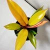 Philodendron Prince Of Orange -Green Aura Prince of Orange 4 1