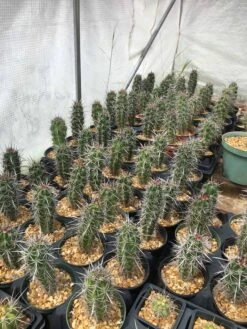 Stenocereus Gummosus