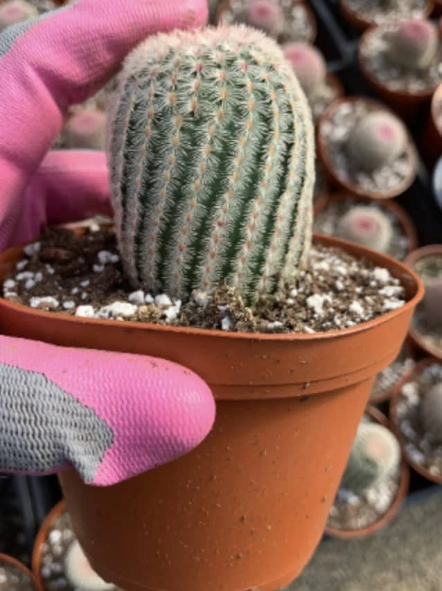 Echinocereus Rigidissimus---Rainbow Cactus 4 Echinocereus Rigidissimus---Rainbow Cactus - Image 2