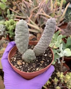 Tephrocactus Articulatus Inermis---Pine Cone Cactus