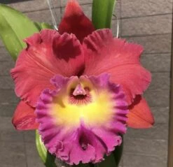 Rlc Siam Magic Cattaleya 2" Pot