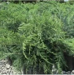 6 Parson Juniper | Carlo`s Plant Farm