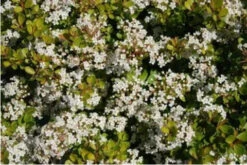 6 Viburnum Densa | Carlo`s Plant Farm