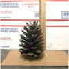 Pine Cone | Carlo`s Plant Farm -Green Aura Screenshot 2022 07 07 085933