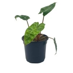 Philodendron Billietiae, 4 Inch, Very Rare Philo -Green Aura Screenshot 2023 04 14 171651 1