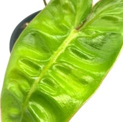 Philodendron Billietiae, 4 Inch, Very Rare Philo -Green Aura Screenshot 2023 04 14 171659