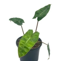 Philodendron Billietiae, 4 Inch, Very Rare Philo -Green Aura Screenshot 2023 04 14 171707