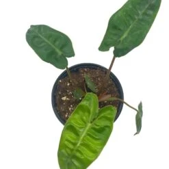 Philodendron Billietiae, 4 Inch, Very Rare Philo -Green Aura Screenshot 2023 04 14 171717