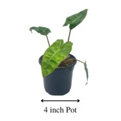 Philodendron Billietiae, 4 Inch, Very Rare Philo -Green Aura Screenshot 2023 04 14 171725