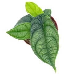 Piper Parmatum 4 Inch, Rare Peperomia -Green Aura Screenshot 2023 04 14 214913