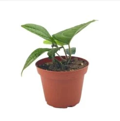 Piper Parmatum 4 Inch, Rare Peperomia -Green Aura Screenshot 2023 04 14 214931