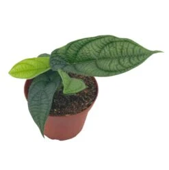 Piper Parmatum 4 Inch, Rare Peperomia -Green Aura Screenshot 2023 04 14 214940