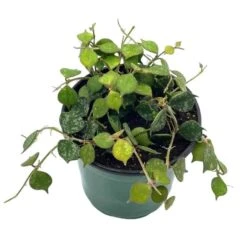 Hoya Curtisii, Very Rare Limited Live Plant, Super Filled In 4 Inch Pot -Green Aura Screenshot 2023 04 18 174248 1