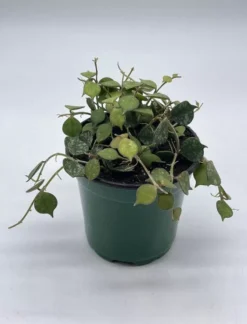 Hoya Curtisii, Very Rare Limited Live Plant, Super Filled In 4 Inch Pot -Green Aura Screenshot 2023 04 18 174255